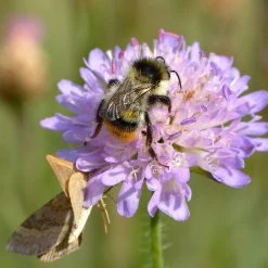 FuturePlanter Wiesen-Witwenblume (Knautia Arvensis)