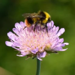 FuturePlanter Wiesen-Witwenblume (Knautia Arvensis)