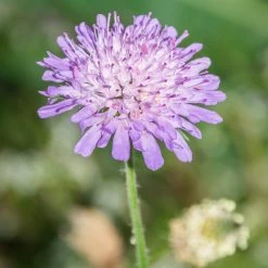 FuturePlanter Wiesen-Witwenblume (Knautia Arvensis)
