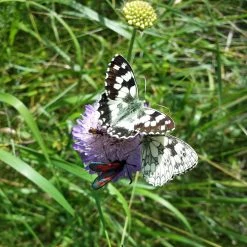 FuturePlanter Wiesen-Witwenblume (Knautia Arvensis)