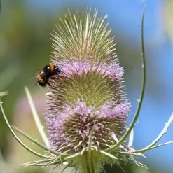 FuturePlanter Wilde Karde (Dipsacus Fullonum) Alle Pflanzen Im Shop