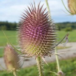 FuturePlanter Wilde Karde (Dipsacus Fullonum) Alle Pflanzen Im Shop