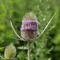 FuturePlanter Wilde Karde (Dipsacus Fullonum) Alle Pflanzen Im Shop