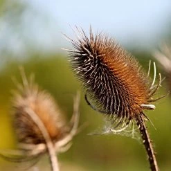FuturePlanter Wilde Karde (Dipsacus Fullonum) Alle Pflanzen Im Shop