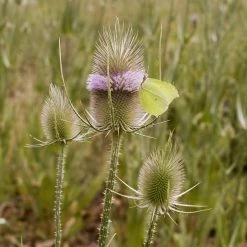 FuturePlanter Wilde Karde (Dipsacus Fullonum) Alle Pflanzen Im Shop