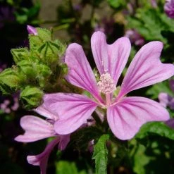 FuturePlanter Alle Pflanzen Im Shop Wilde Malve (Malva Sylvestris)