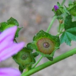 FuturePlanter Alle Pflanzen Im Shop Wilde Malve (Malva Sylvestris)
