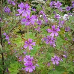 FuturePlanter Alle Pflanzen Im Shop Wilde Malve (Malva Sylvestris)