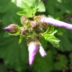 FuturePlanter Alle Pflanzen Im Shop Wilde Malve (Malva Sylvestris)