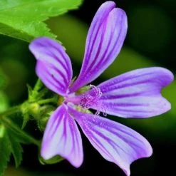 FuturePlanter Alle Pflanzen Im Shop Wilde Malve (Malva Sylvestris)