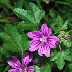 FuturePlanter Alle Pflanzen Im Shop Wilde Malve (Malva Sylvestris)
