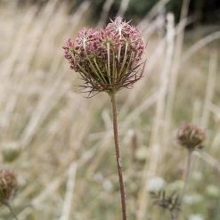 FuturePlanter Wilde Möhre (Daucus Carota) Alle Pflanzen Im Shop