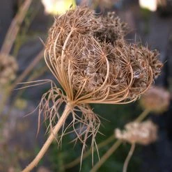 FuturePlanter Wilde Möhre (Daucus Carota) Alle Pflanzen Im Shop