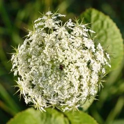 FuturePlanter Wilde Möhre (Daucus Carota) Alle Pflanzen Im Shop