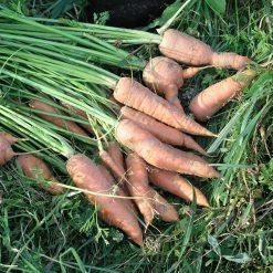 FuturePlanter Wilde Möhre (Daucus Carota) Alle Pflanzen Im Shop