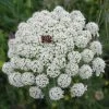 FuturePlanter Wilde Möhre (Daucus Carota) Alle Pflanzen Im Shop