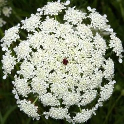 FuturePlanter Wilde Möhre (Daucus Carota) Alle Pflanzen Im Shop