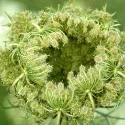 FuturePlanter Wilde Möhre (Daucus Carota) Alle Pflanzen Im Shop