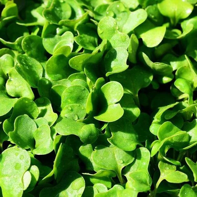 FuturePlanter Wilde Rauke (Diplotaxis Tenuifolia) 5 FuturePlanter Wilde Rauke (Diplotaxis Tenuifolia)