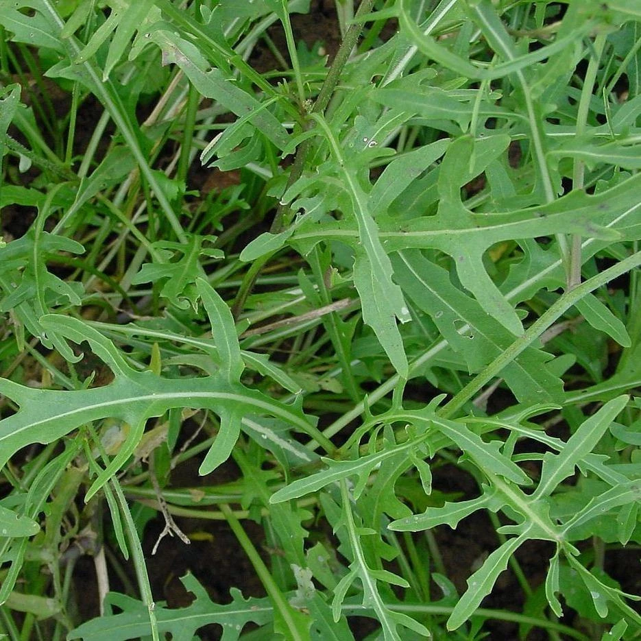 FuturePlanter Wilde Rauke (Diplotaxis Tenuifolia) 6 FuturePlanter Wilde Rauke (Diplotaxis Tenuifolia)