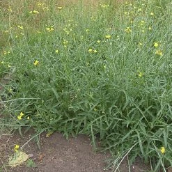 FuturePlanter Wilde Rauke (Diplotaxis Tenuifolia) 15 FuturePlanter Wilde Rauke (Diplotaxis Tenuifolia)