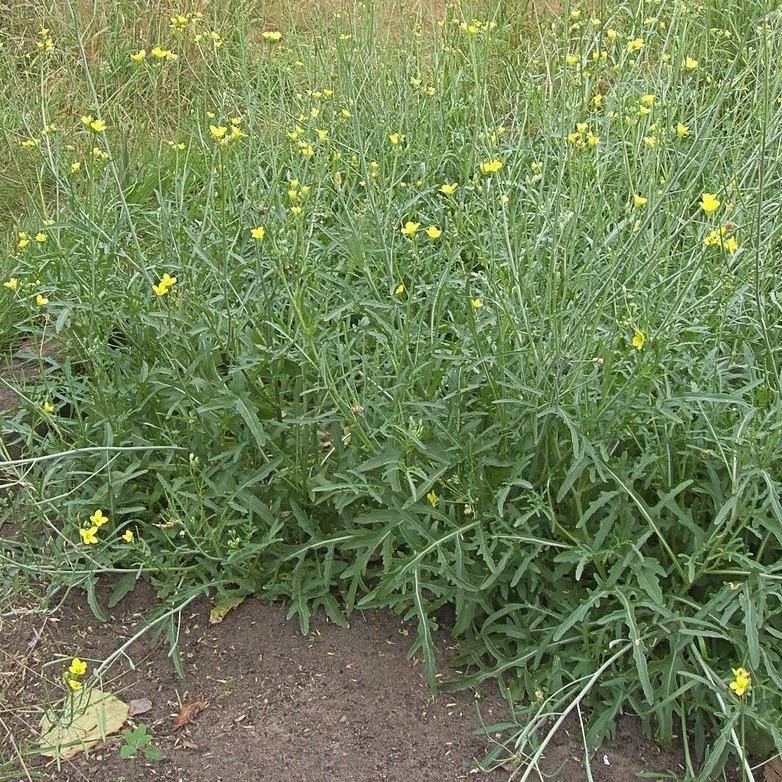FuturePlanter Wilde Rauke (Diplotaxis Tenuifolia) 8 FuturePlanter Wilde Rauke (Diplotaxis Tenuifolia)