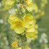 FuturePlanter Alle Pflanzen Im Shop Windblumen-Königskerze (Verbascum Phlomoides)