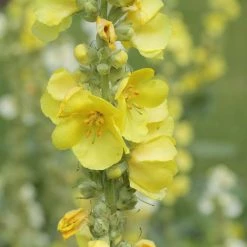 FuturePlanter Alle Pflanzen Im Shop Windblumen-Königskerze (Verbascum Phlomoides)