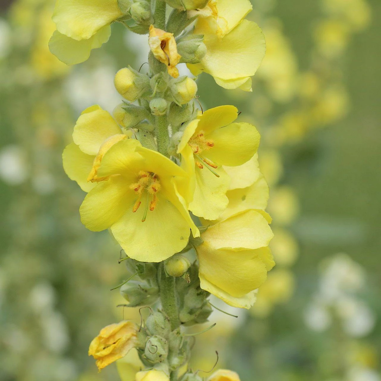FuturePlanter Alle Pflanzen Im Shop Windblumen-Königskerze (Verbascum Phlomoides) 1 FuturePlanter Alle Pflanzen Im Shop Windblumen-Königskerze (Verbascum Phlomoides)