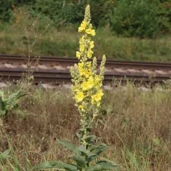 FuturePlanter Alle Pflanzen Im Shop Windblumen-Königskerze (Verbascum Phlomoides) 11 FuturePlanter Alle Pflanzen Im Shop Windblumen-Königskerze (Verbascum Phlomoides)