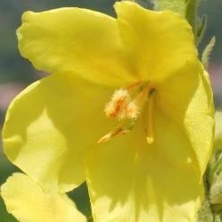 FuturePlanter Alle Pflanzen Im Shop Windblumen-Königskerze (Verbascum Phlomoides)