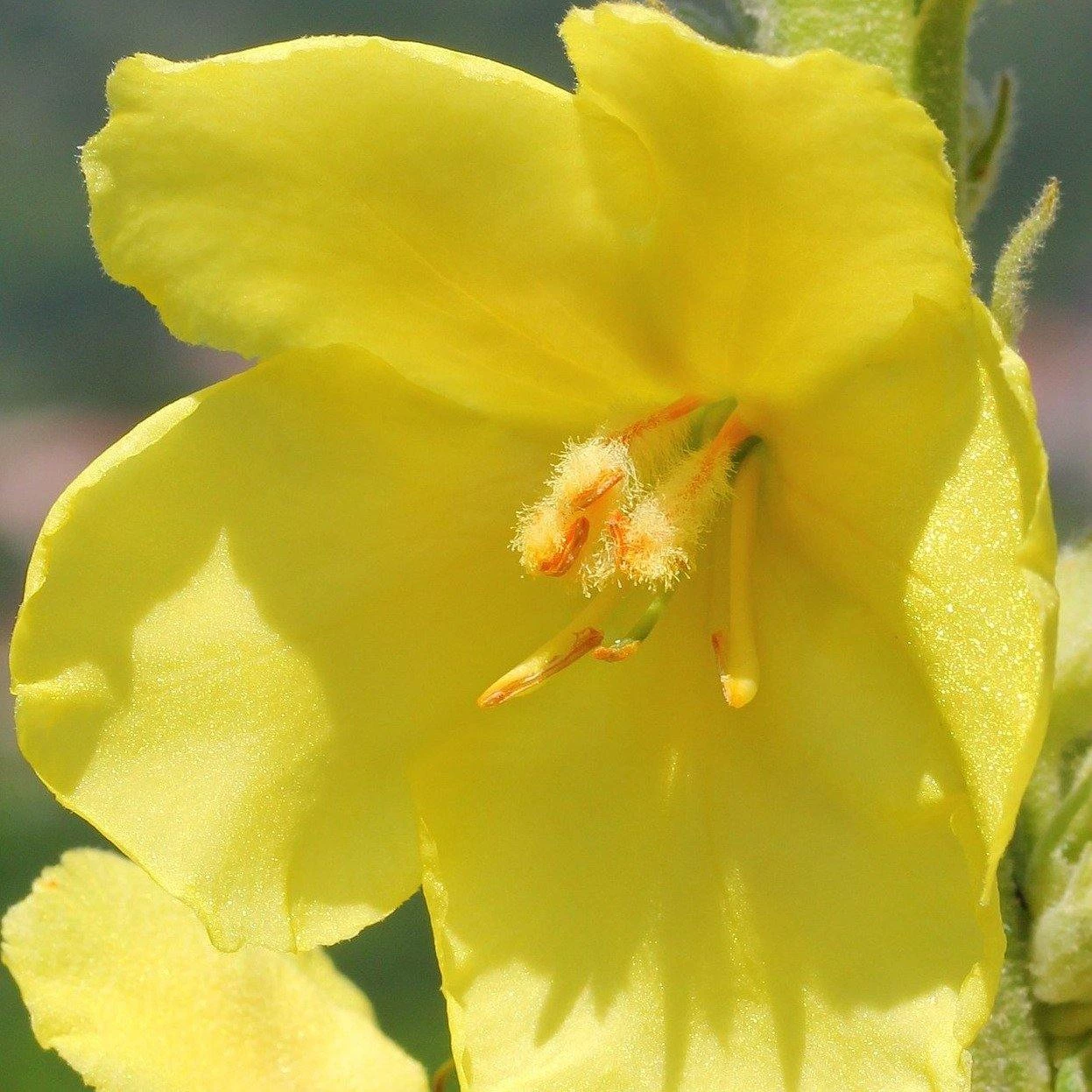 FuturePlanter Alle Pflanzen Im Shop Windblumen-Königskerze (Verbascum Phlomoides) 2 FuturePlanter Alle Pflanzen Im Shop Windblumen-Königskerze (Verbascum Phlomoides)
