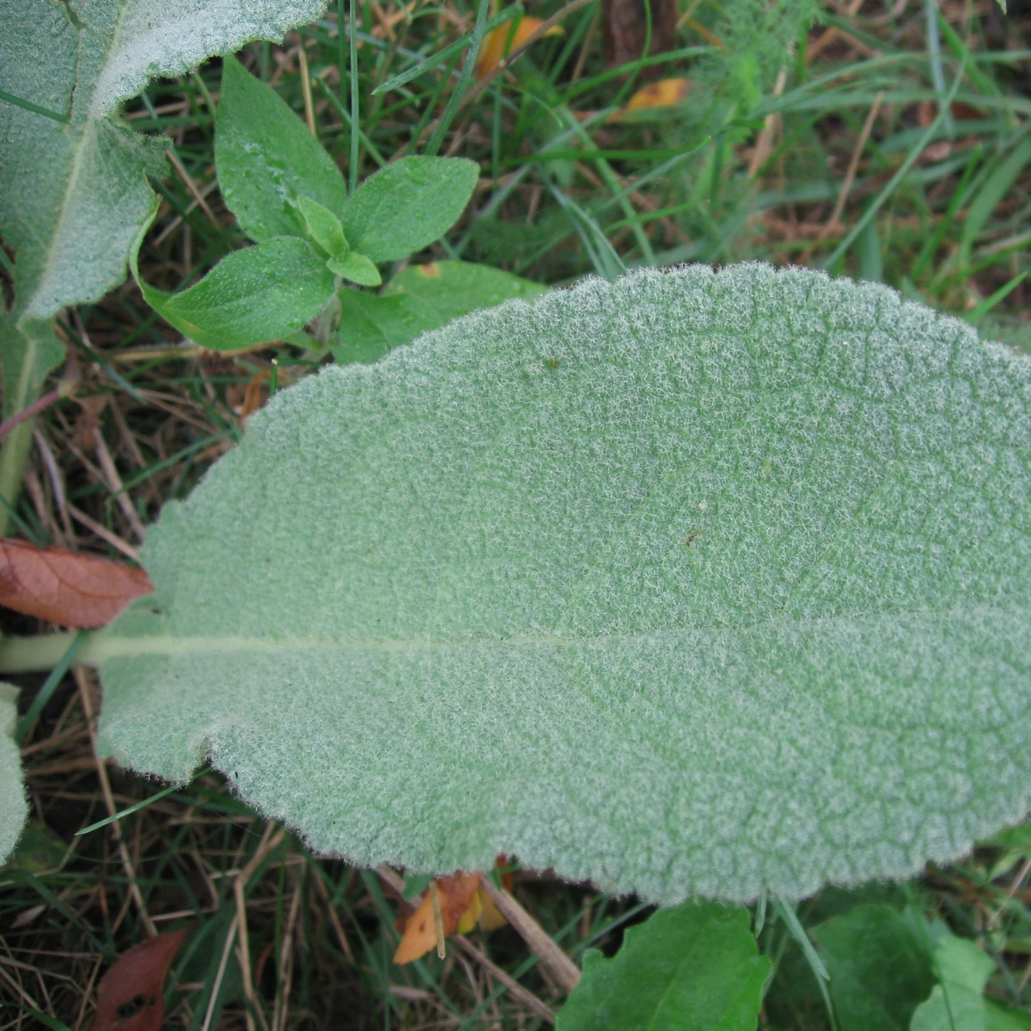 FuturePlanter Alle Pflanzen Im Shop Windblumen-Königskerze (Verbascum Phlomoides) 7 FuturePlanter Alle Pflanzen Im Shop Windblumen-Königskerze (Verbascum Phlomoides)