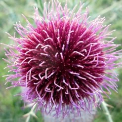 FuturePlanter Wollkopf-Kratzdistel (Cirsium Eriophorum) Alle Pflanzen Im Shop 10 FuturePlanter Wollkopf-Kratzdistel (Cirsium Eriophorum) Alle Pflanzen Im Shop