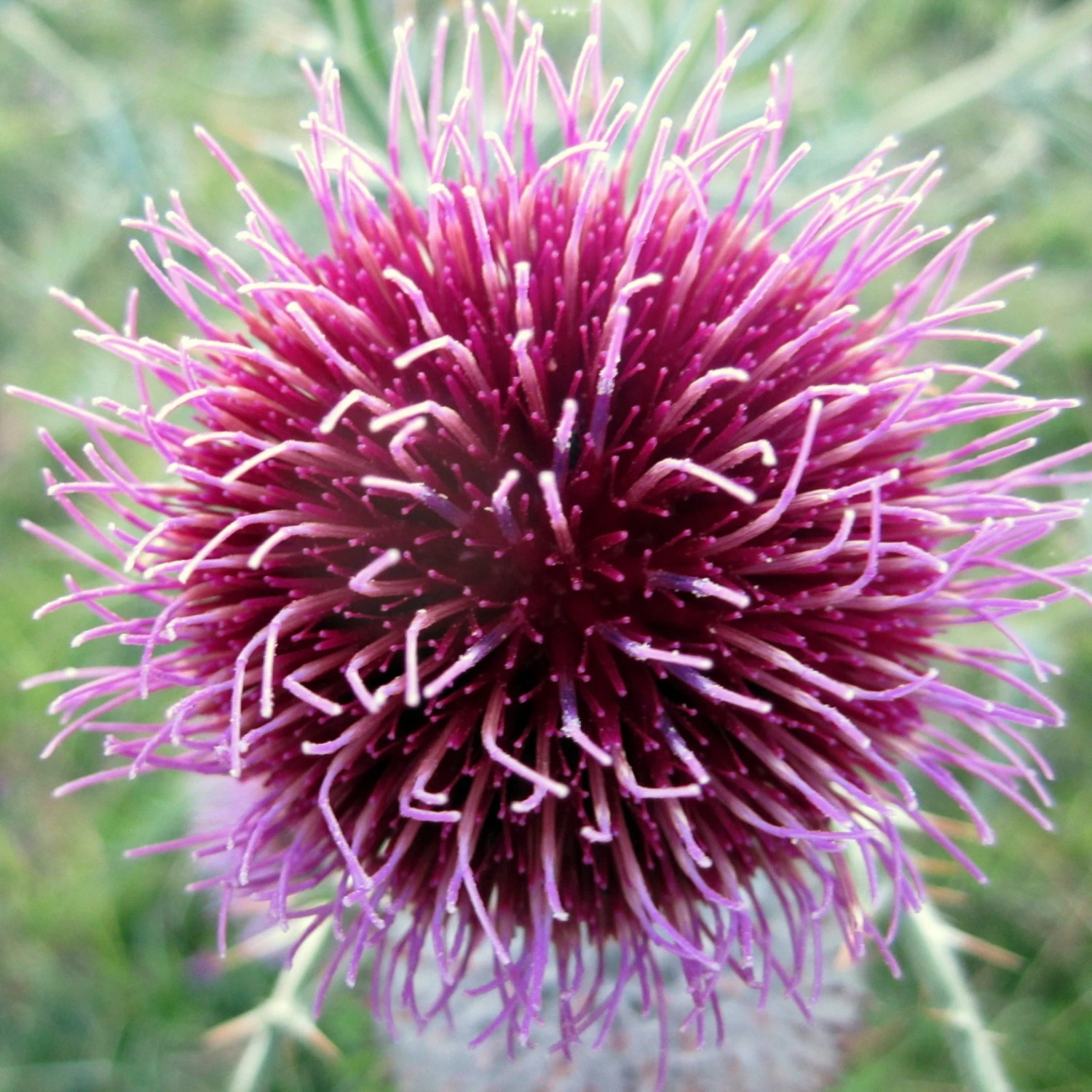FuturePlanter Wollkopf-Kratzdistel (Cirsium Eriophorum) Alle Pflanzen Im Shop 3 FuturePlanter Wollkopf-Kratzdistel (Cirsium Eriophorum) Alle Pflanzen Im Shop