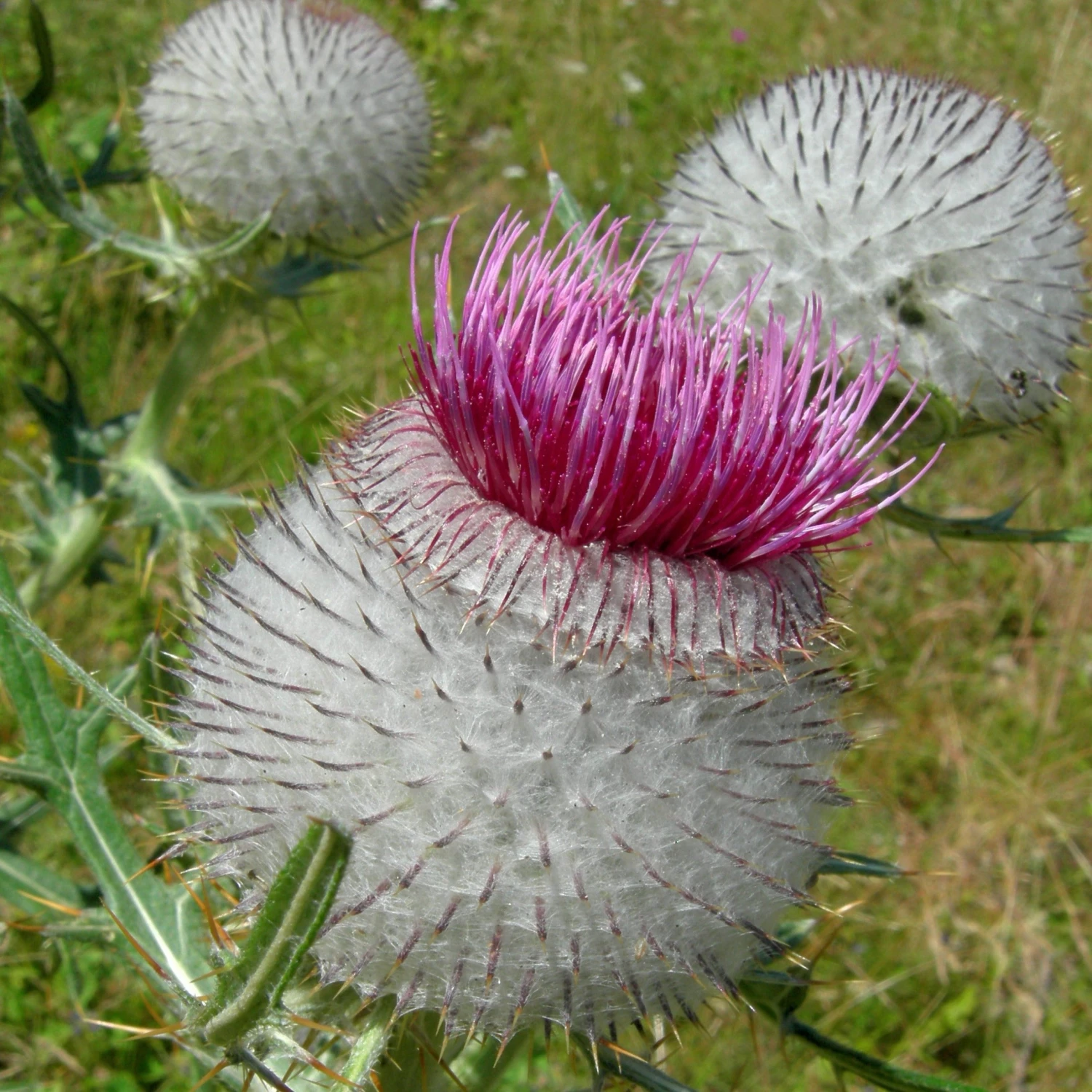 FuturePlanter Wollkopf-Kratzdistel (Cirsium Eriophorum) Alle Pflanzen Im Shop 6 FuturePlanter Wollkopf-Kratzdistel (Cirsium Eriophorum) Alle Pflanzen Im Shop