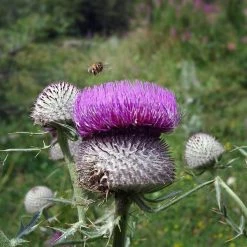 FuturePlanter Wollkopf-Kratzdistel (Cirsium Eriophorum) Alle Pflanzen Im Shop 12 FuturePlanter Wollkopf-Kratzdistel (Cirsium Eriophorum) Alle Pflanzen Im Shop