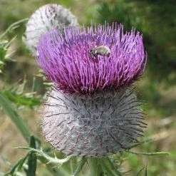 FuturePlanter Wollkopf-Kratzdistel (Cirsium Eriophorum) Alle Pflanzen Im Shop 11 FuturePlanter Wollkopf-Kratzdistel (Cirsium Eriophorum) Alle Pflanzen Im Shop