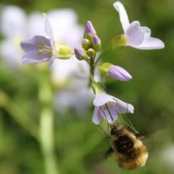 FuturePlanter Alle Pflanzen Im Shop Wiesen-Schaumkraut (Cardamine Pratensis)
