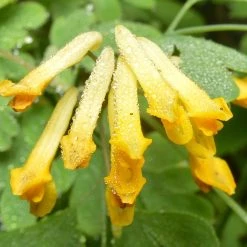FuturePlanter Gelber Lerchensporn (Corydalis Lutea) Alle Pflanzen Im Shop