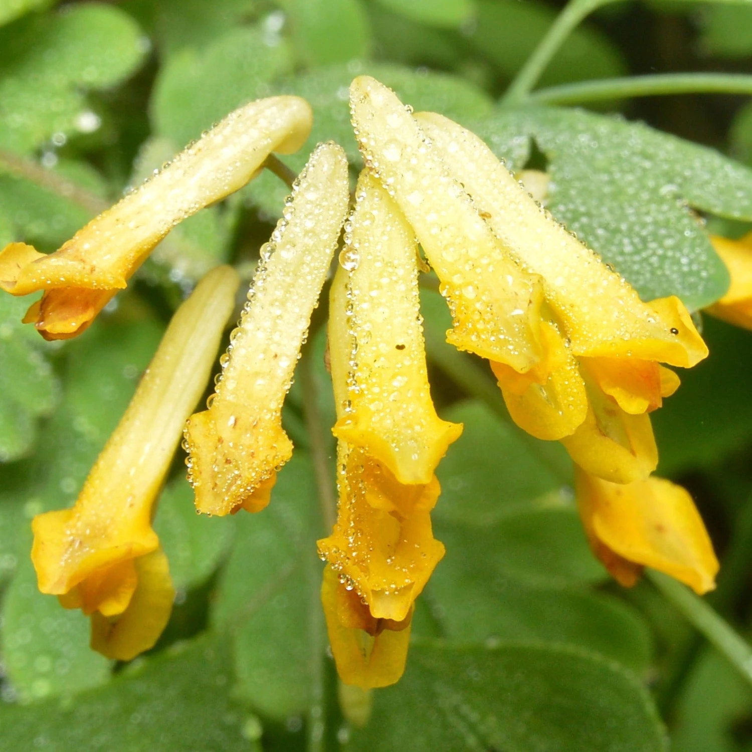 FuturePlanter Gelber Lerchensporn (Corydalis Lutea) Alle Pflanzen Im Shop