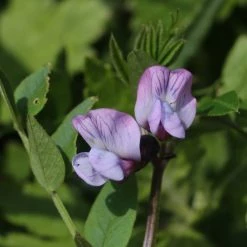 FuturePlanter Zaun-Wicke (Vicia Sepium)