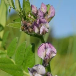 FuturePlanter Zaun-Wicke (Vicia Sepium)