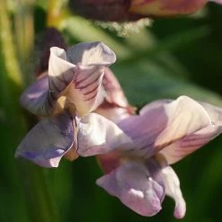 FuturePlanter Zaun-Wicke (Vicia Sepium)