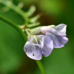 FuturePlanter Zaun-Wicke (Vicia Sepium)