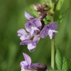 FuturePlanter Zaun-Wicke (Vicia Sepium)