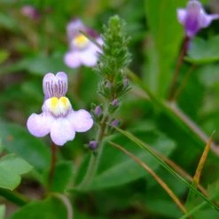 FuturePlanter Zimbelkraut (Cymbalaria Muralis) Alle Pflanzen Im Shop