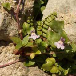 FuturePlanter Zimbelkraut (Cymbalaria Muralis) Alle Pflanzen Im Shop