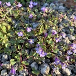 FuturePlanter Zimbelkraut (Cymbalaria Muralis) Alle Pflanzen Im Shop