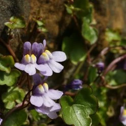 FuturePlanter Zimbelkraut (Cymbalaria Muralis) Alle Pflanzen Im Shop